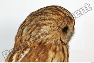 Tawny owl - Strix aluco 0035